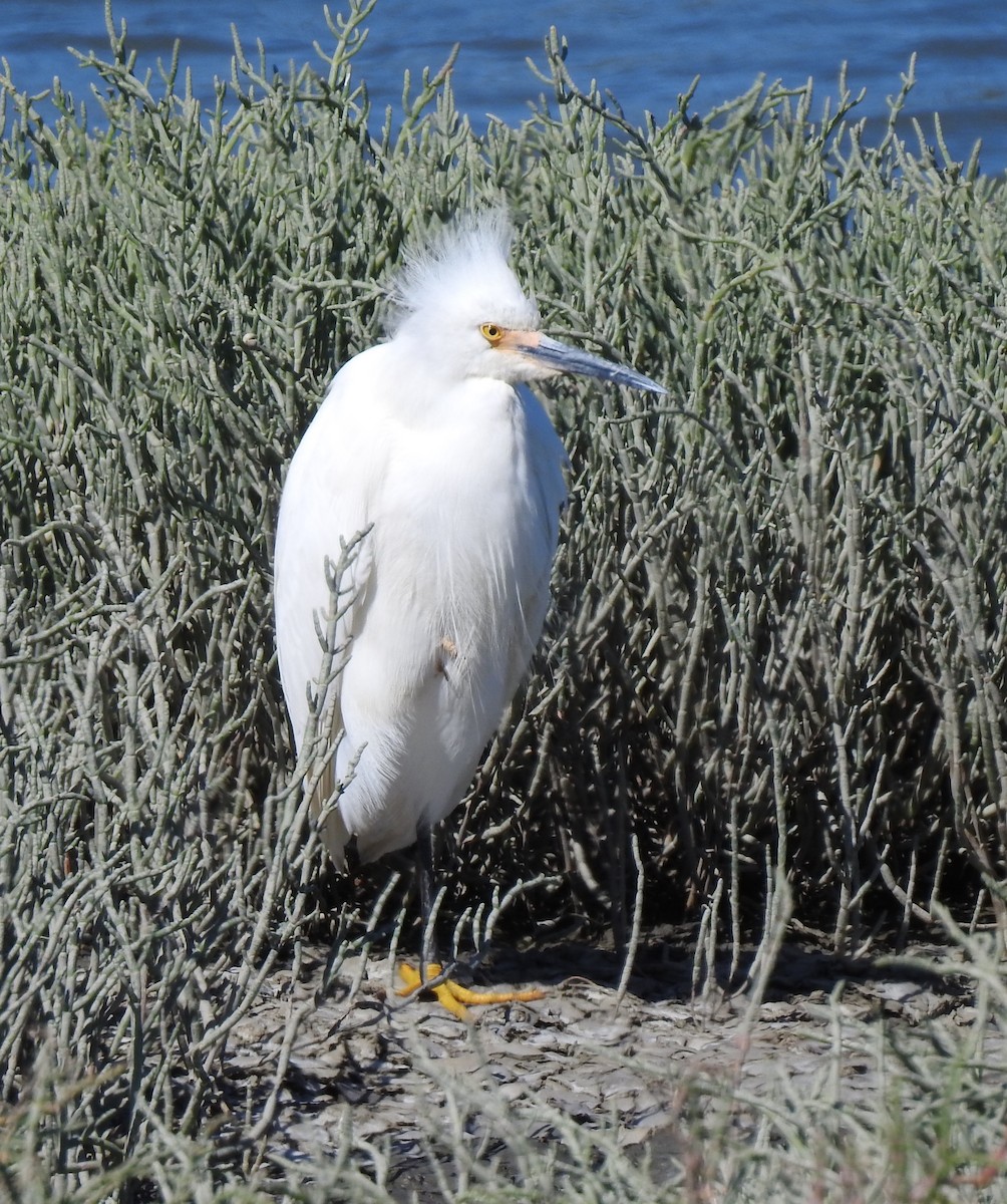 Snowy Egret - Anonymous