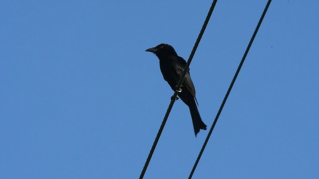 Yıldızlı Drongo - ML464122291