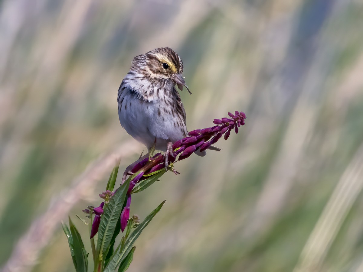 Savannah Sparrow - ML464123671