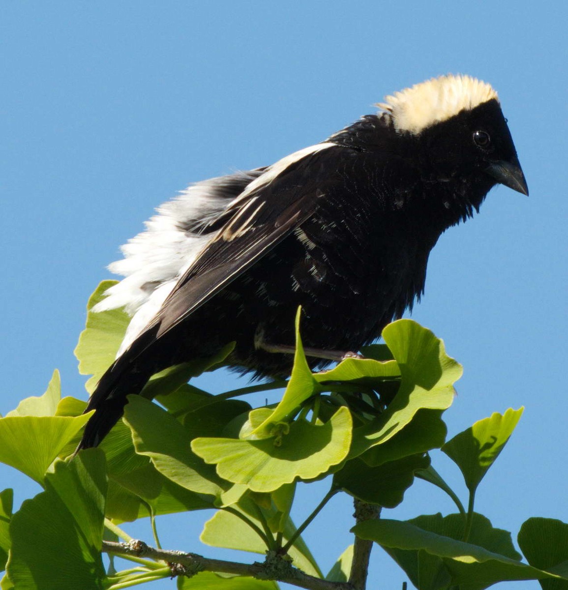 bobolink - ML464123681