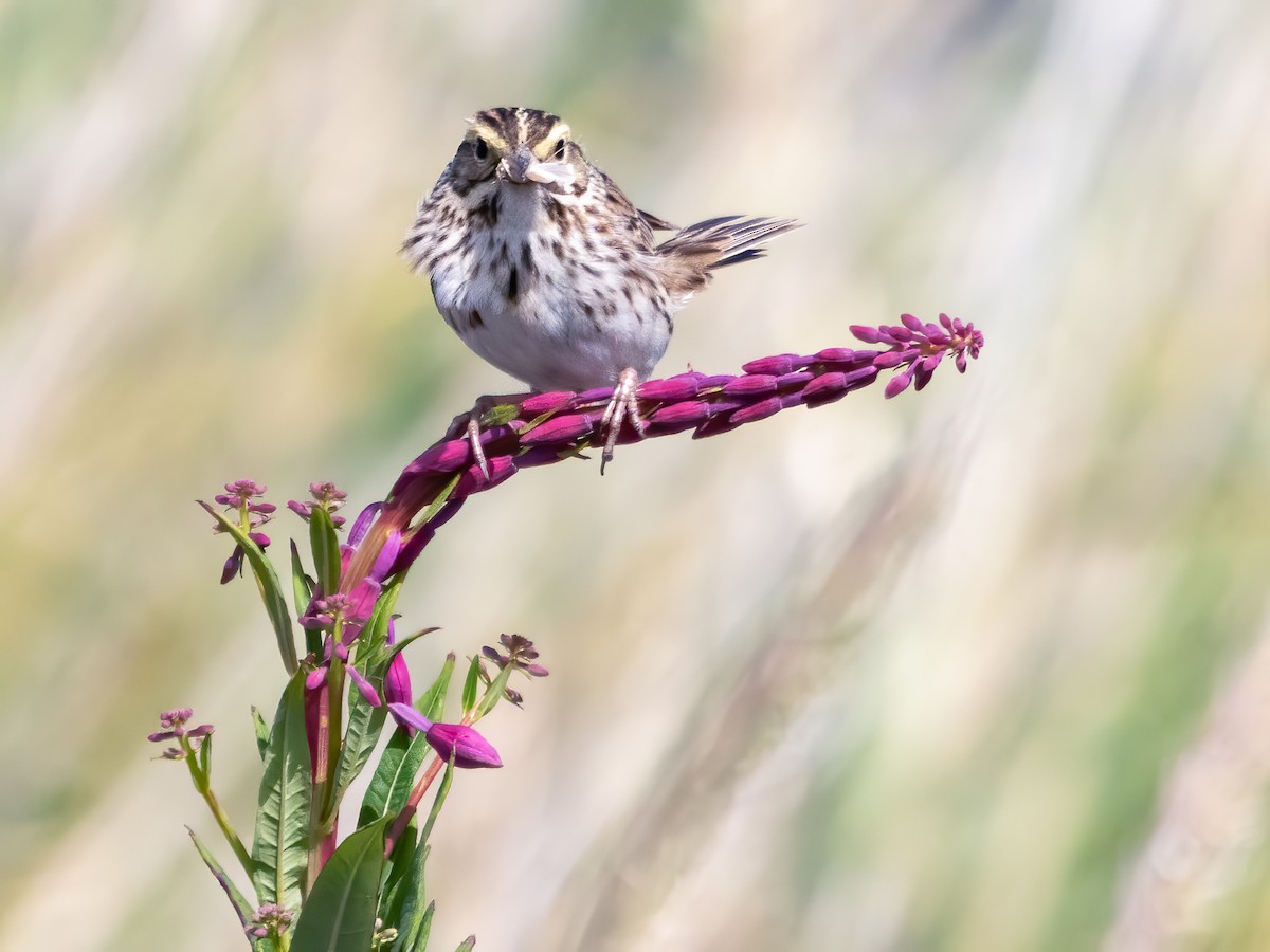 Savannah Sparrow - ML464123711