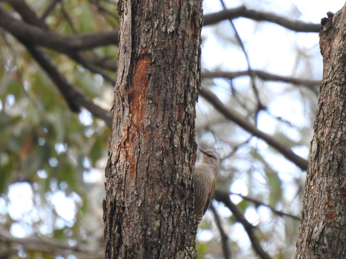 Brown Treecreeper - ML464124081