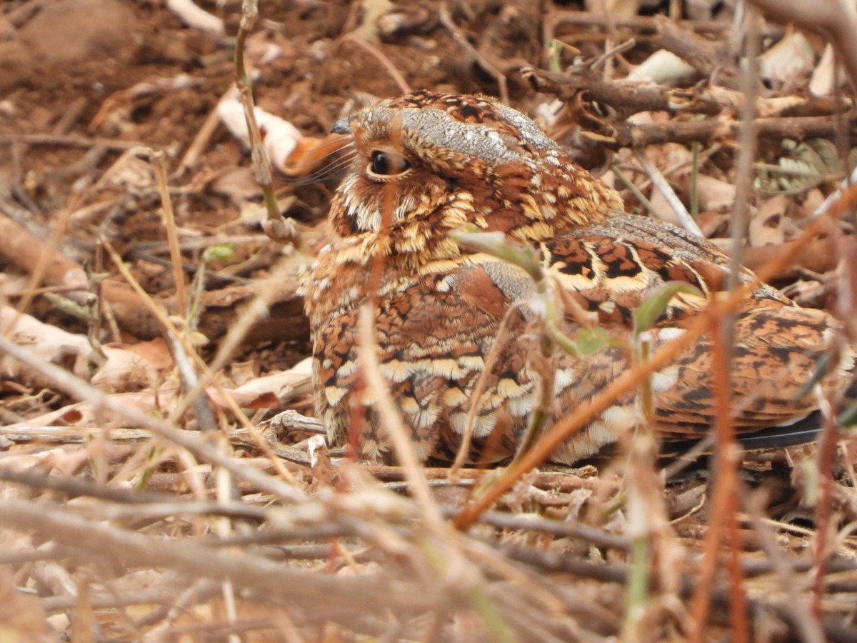 Donaldson Smith's Nightjar - Victor Ikawa