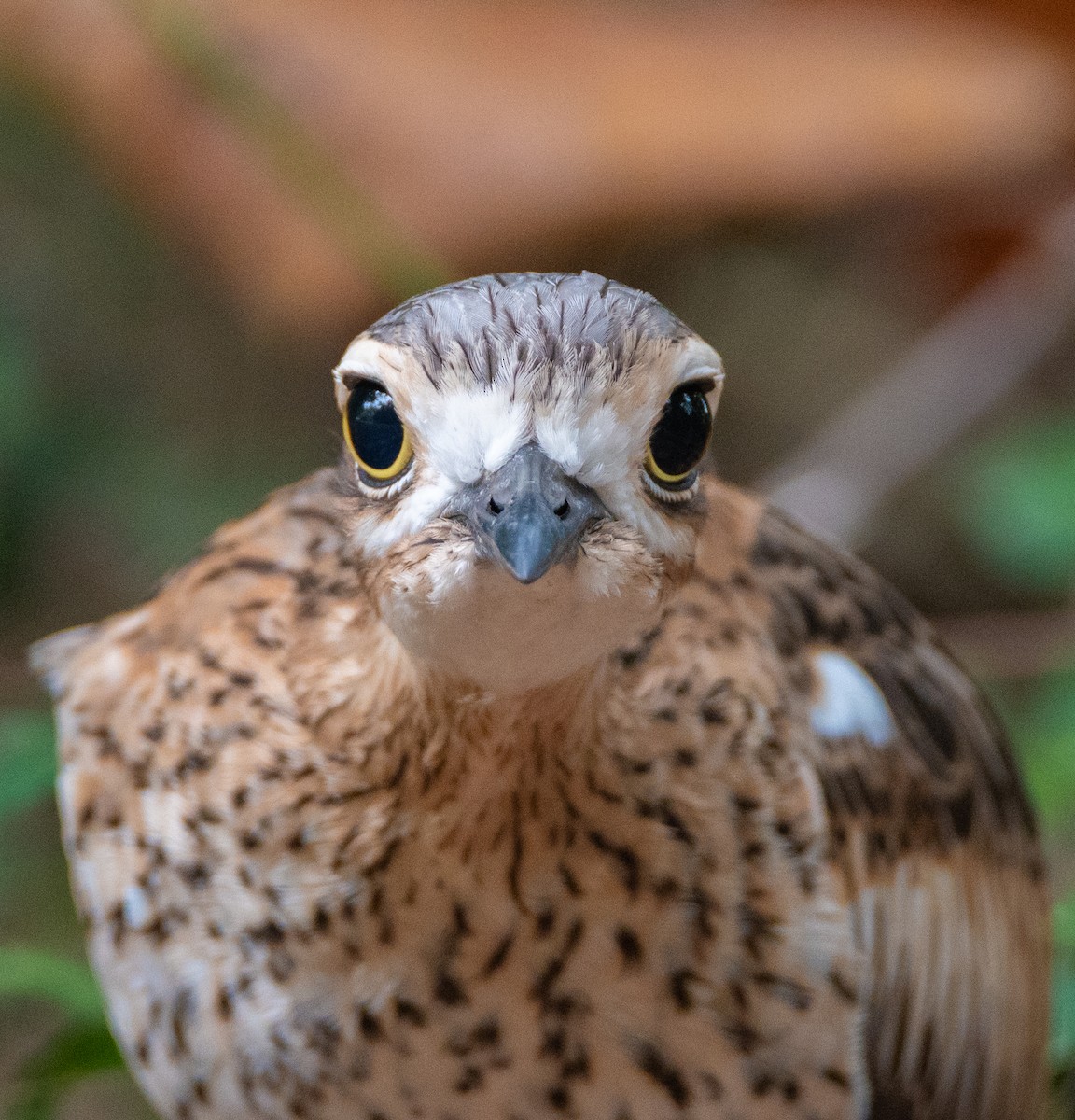 Bush Thick-knee - ML464125851