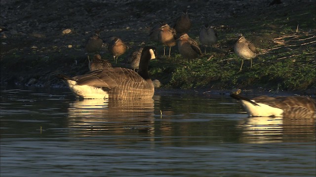 Canada Goose (canadensis Group) - ML464127