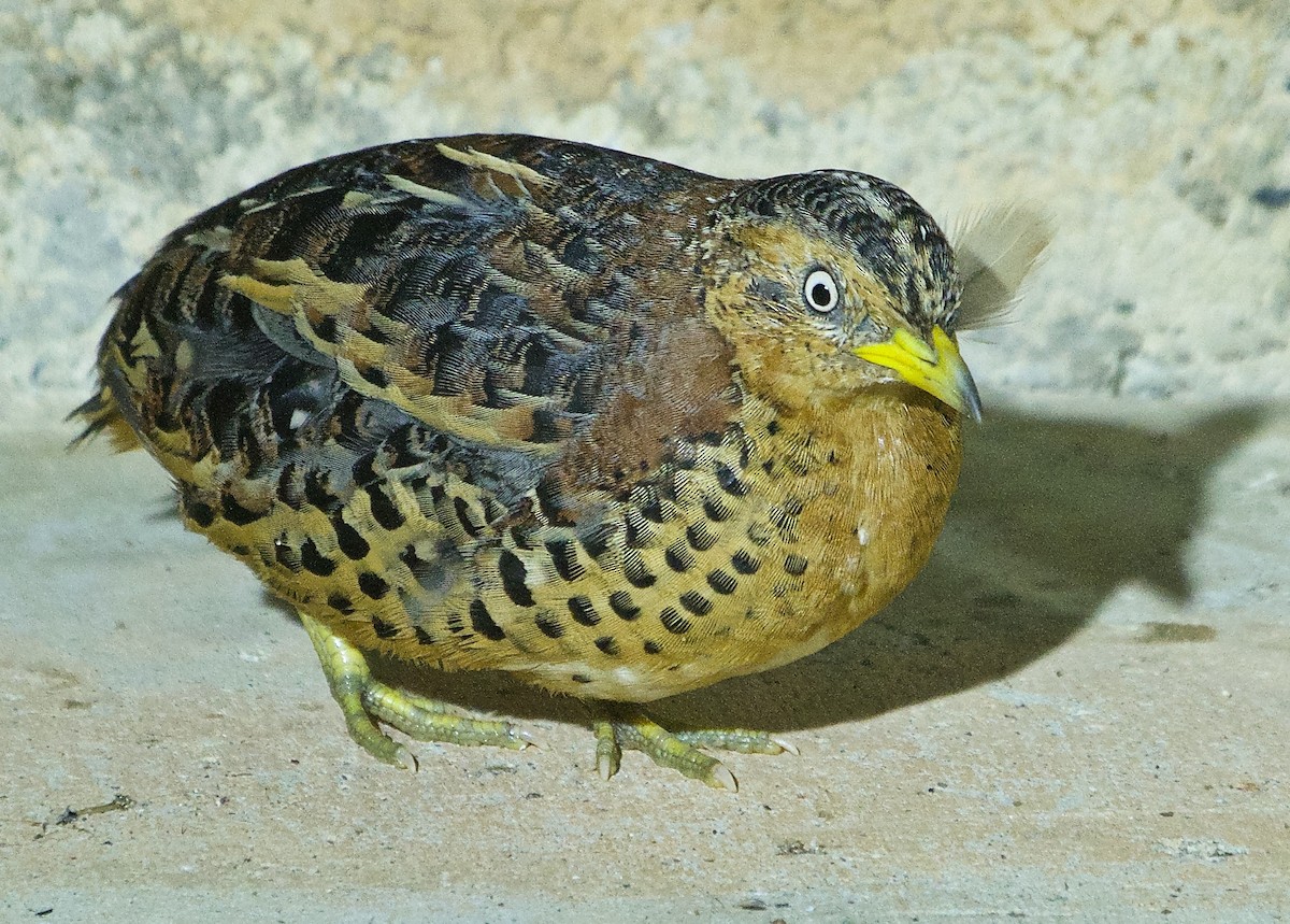 Red-backed Buttonquail - ML464127431