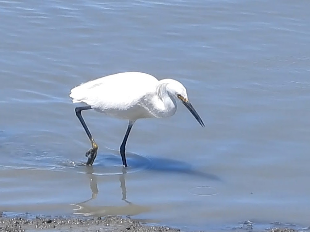 Snowy Egret - ML464127631