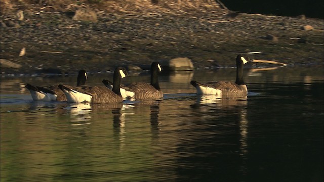 Canada Goose (canadensis Group) - ML464128