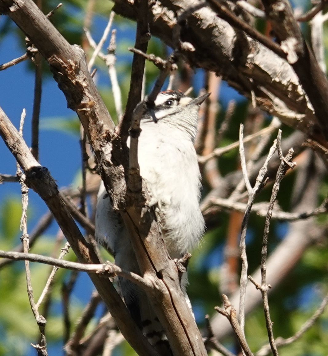 Yumuşak Tüylü Ağaçkakan (leucurus/glacialis) - ML464128151