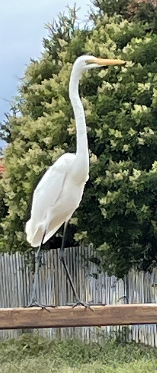 Great Egret - Ivor Preston