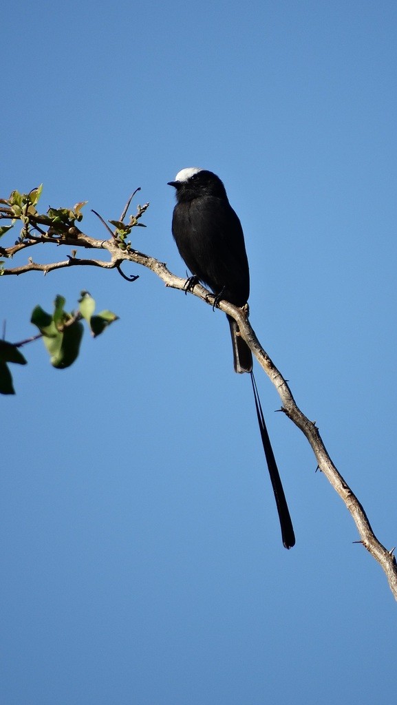 Long-tailed Tyrant - ML46412871