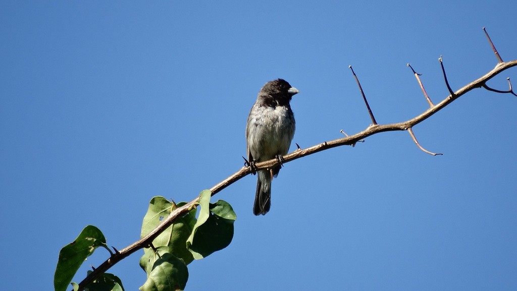 Dubois's Seedeater - ML46412881