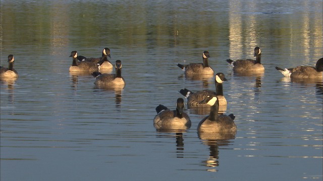 berneška velká [skupina canadensis] - ML464129