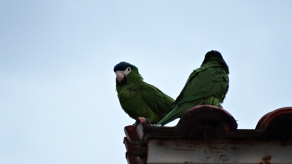 Red-shouldered Macaw - ML46412941