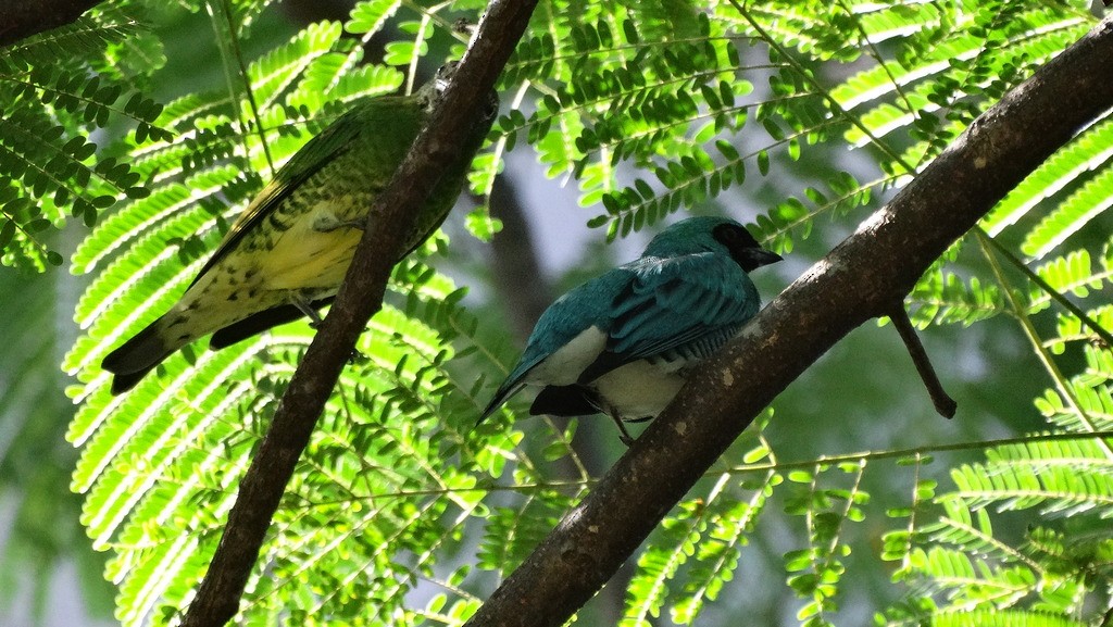 Swallow Tanager - ML46412951