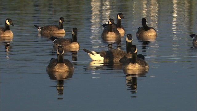 Канадская казарка [группа canadensis] - ML464130