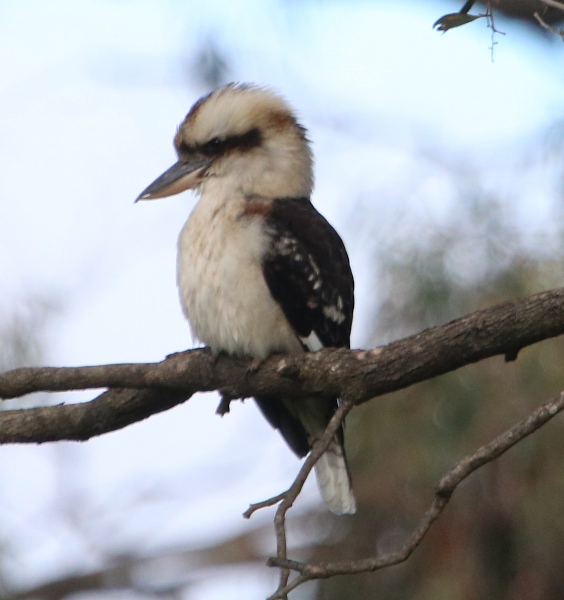 Laughing Kookaburra - ML464130331