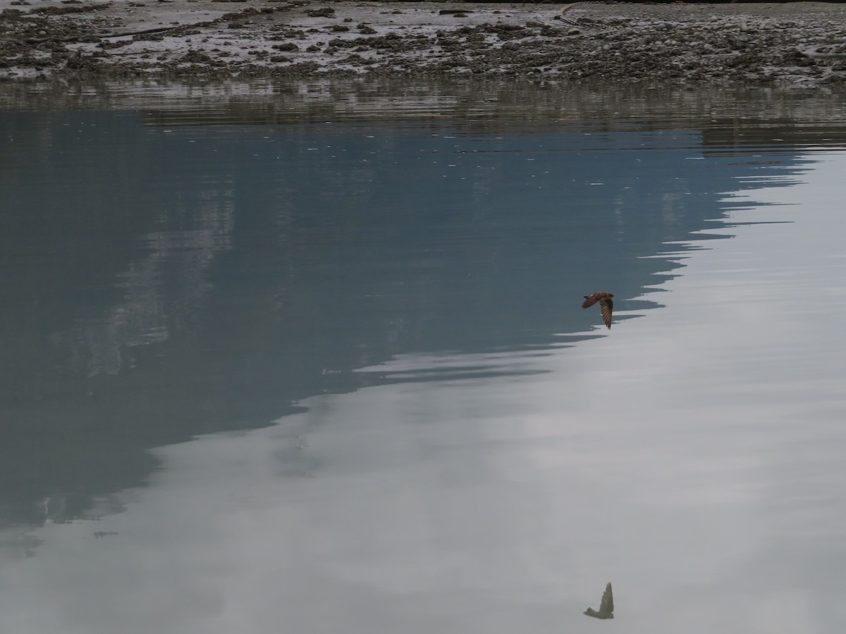 Northern Rough-winged Swallow - ML464130951