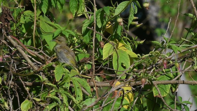 Brown Honeyeater - ML464132151