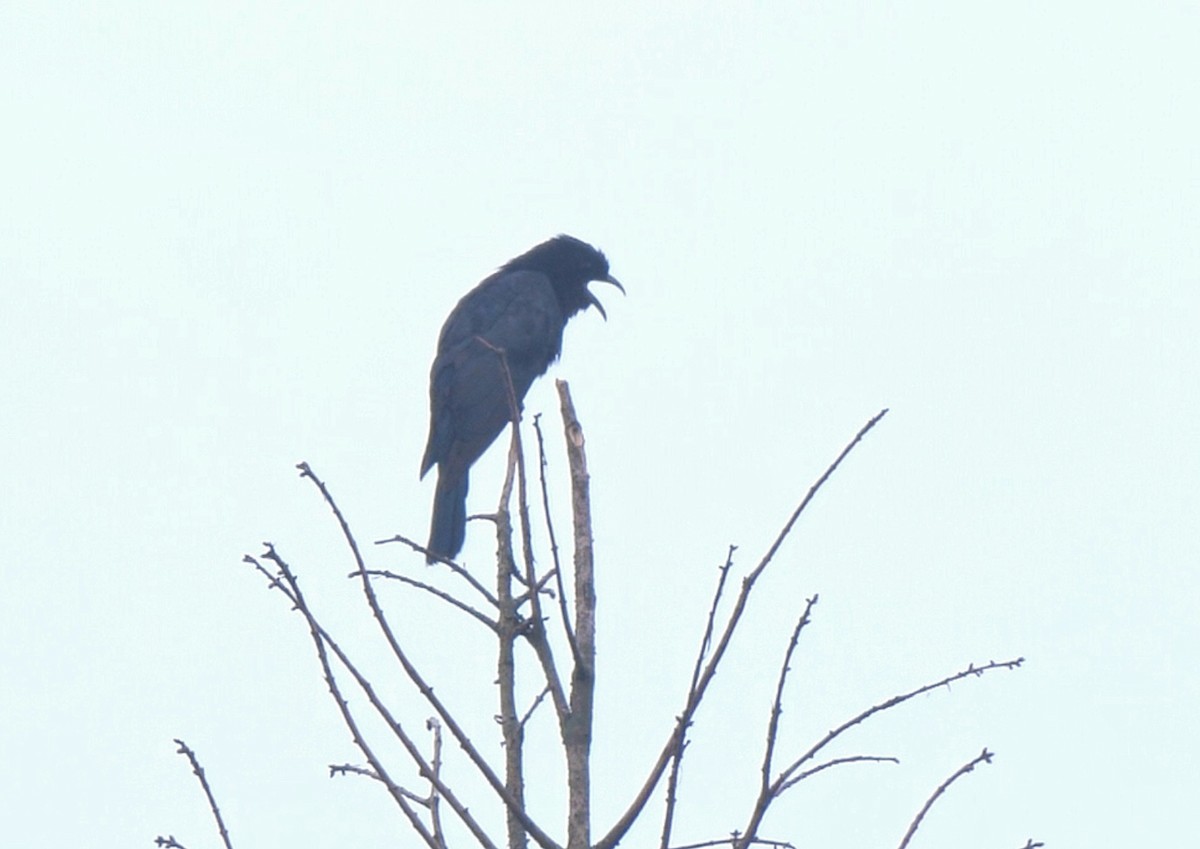 Square-tailed Drongo-Cuckoo - 浙江 重要鸟讯汇整
