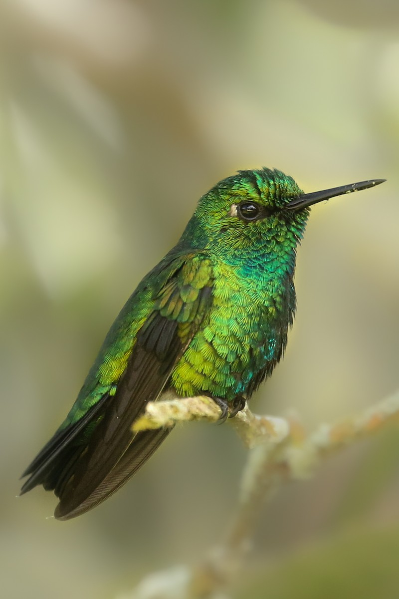 kolibřík modroocasý - ML464134341