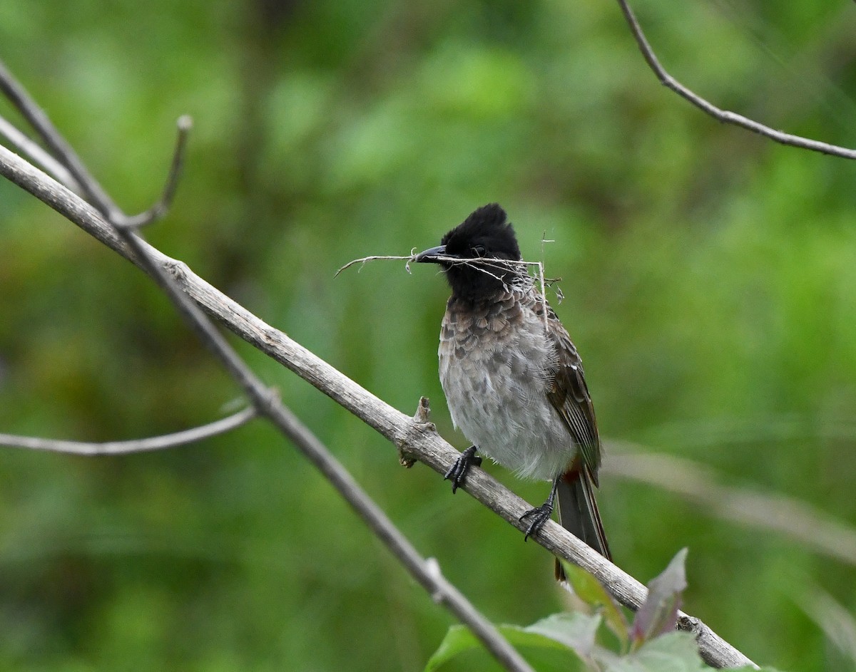 Red-vented Bulbul - ML464135721