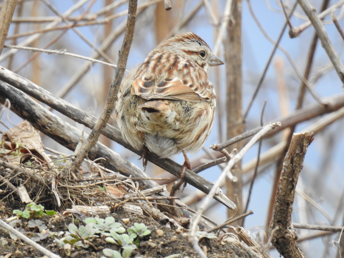 Song Sparrow - ML46413671