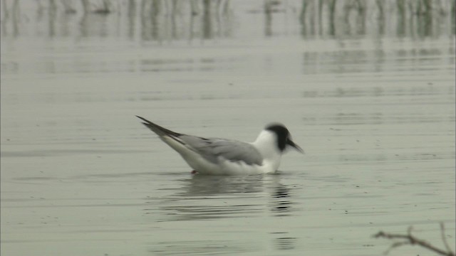 Bonaparte's Gull - ML464137