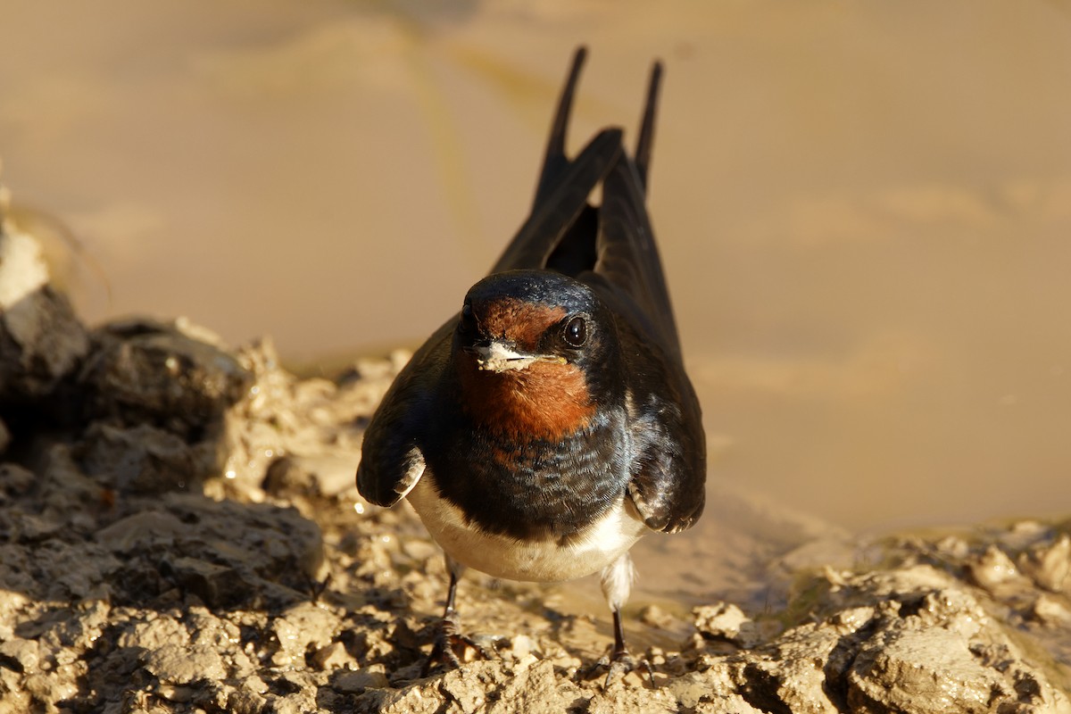 Barn Swallow - Bob  Wood