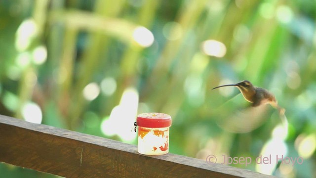 Koepckeschattenkolibri - ML464137891
