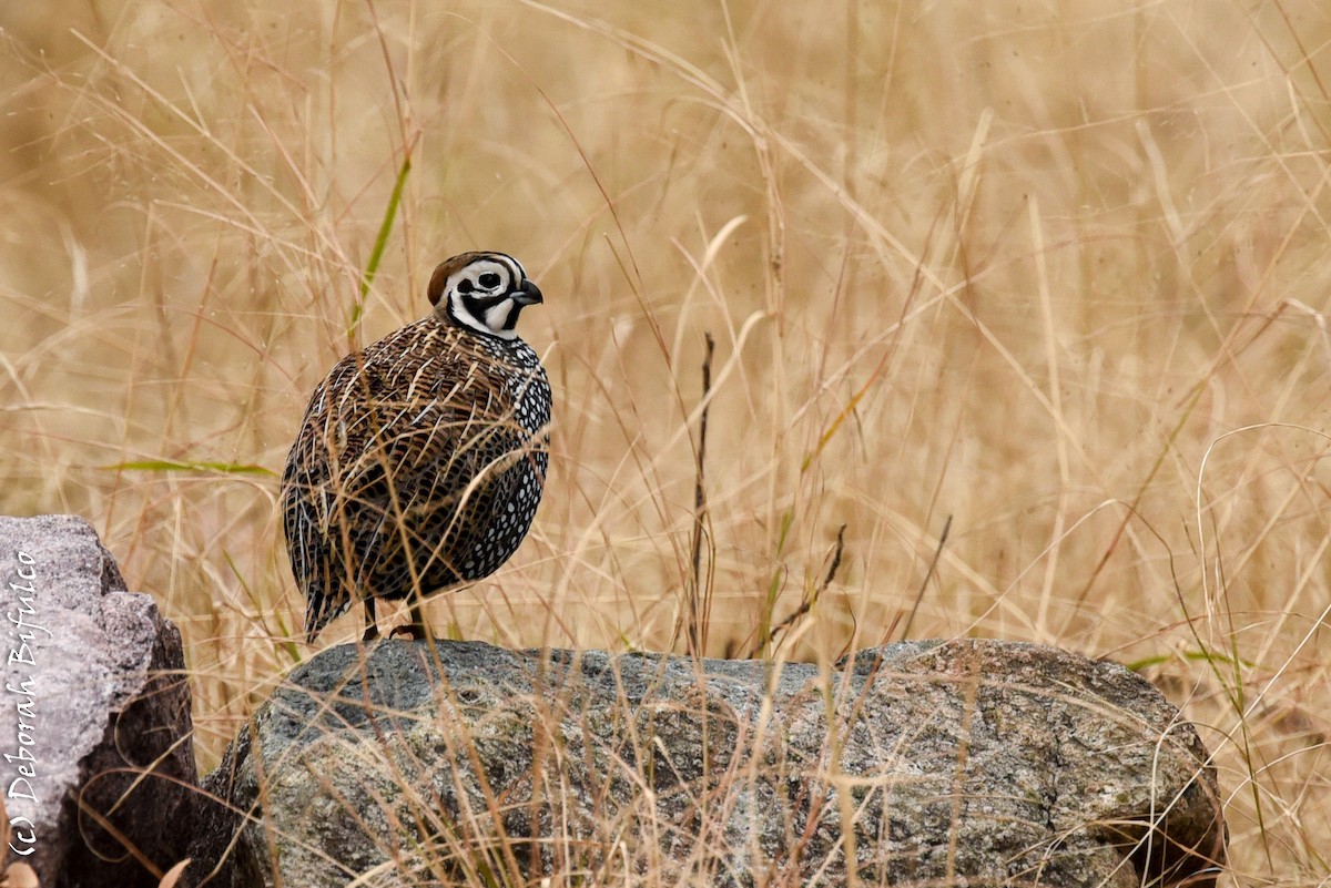 Montezuma Quail - Deborah Bifulco