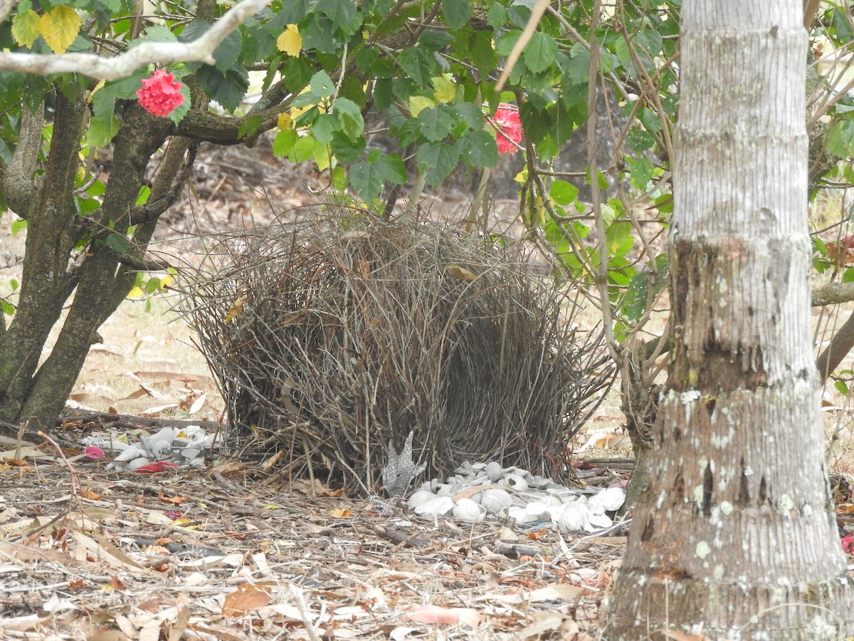 Great Bowerbird - ML464138631