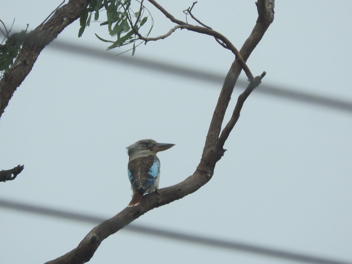 Blue-winged Kookaburra - Archer Callaway