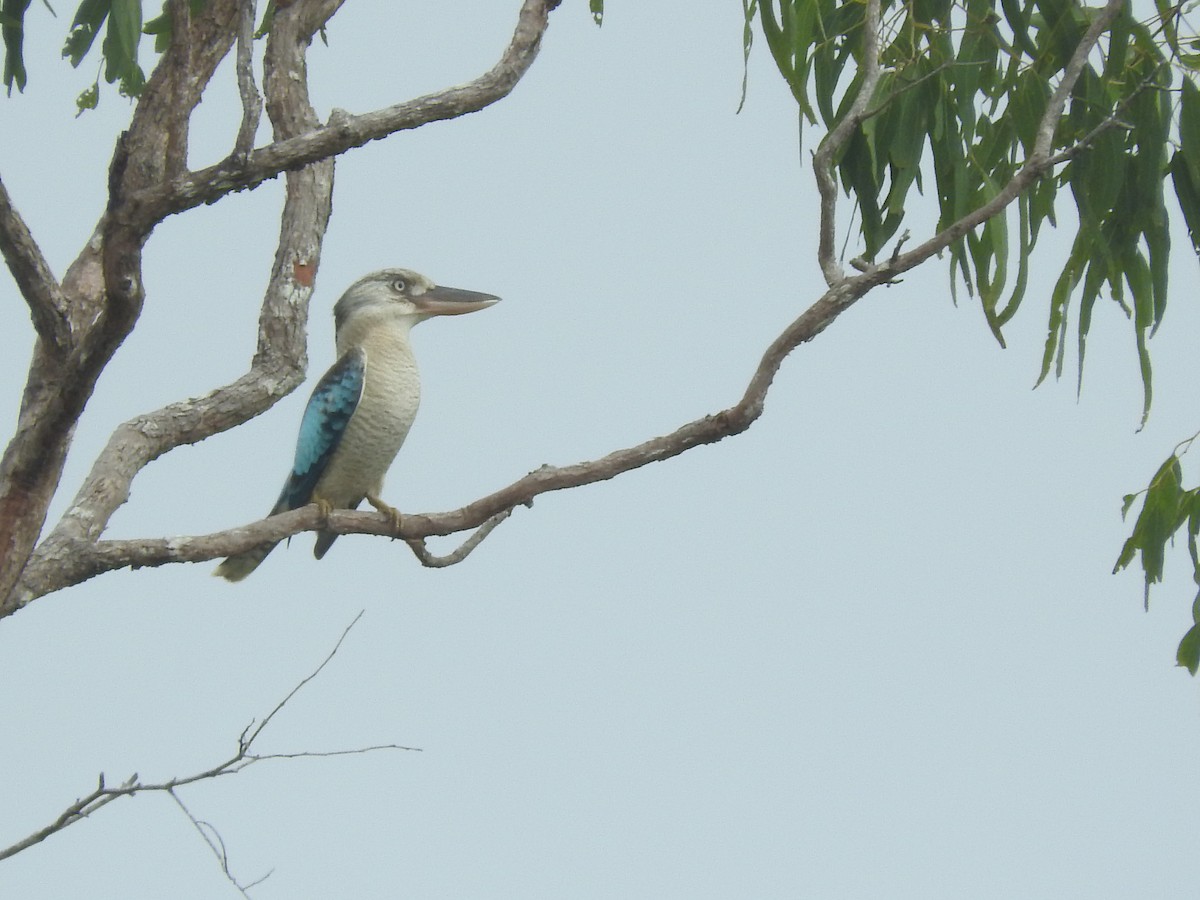 Blue-winged Kookaburra - Archer Callaway