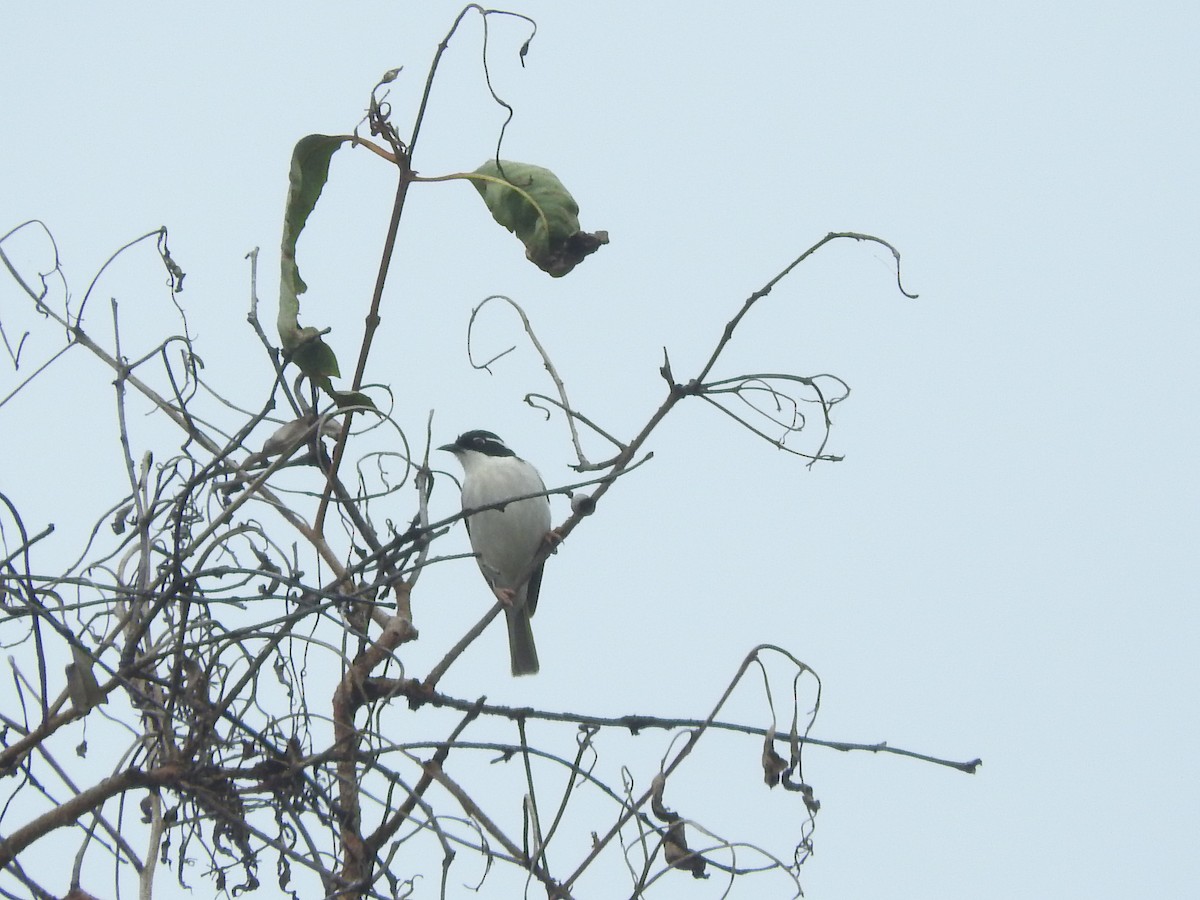 White-throated Honeyeater - ML464139071