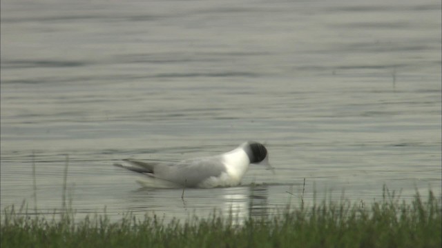 Bonaparte's Gull - ML464140