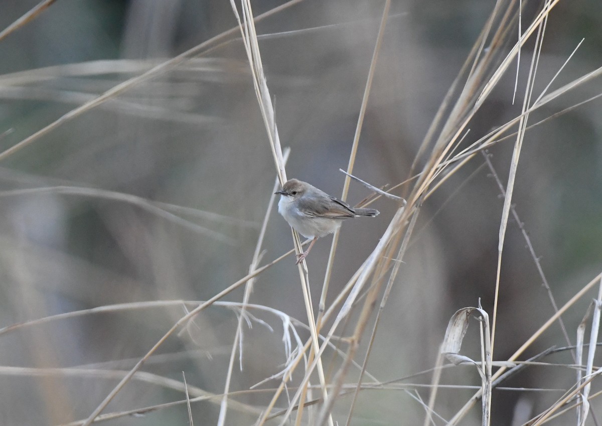 Dorst's Cisticola - ML464140251