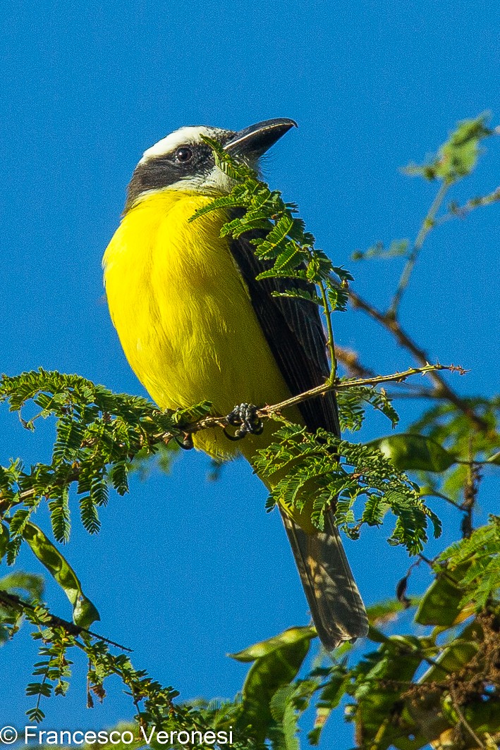 Boat-billed Flycatcher - ML464140561