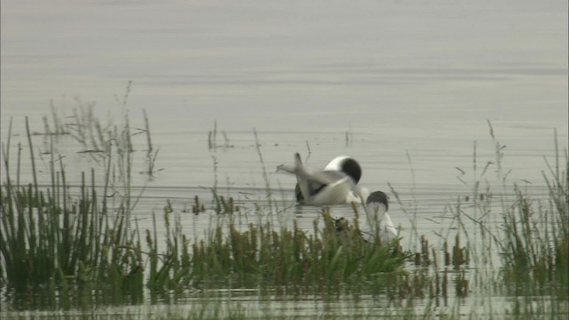 Bonaparte's Gull - ML464141