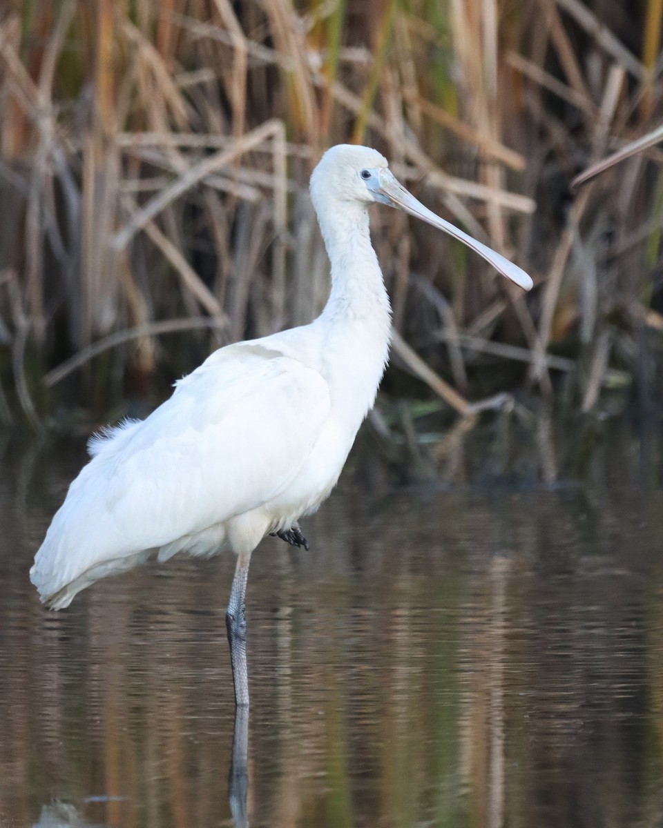 Yellow-billed Spoonbill - India I’Anson