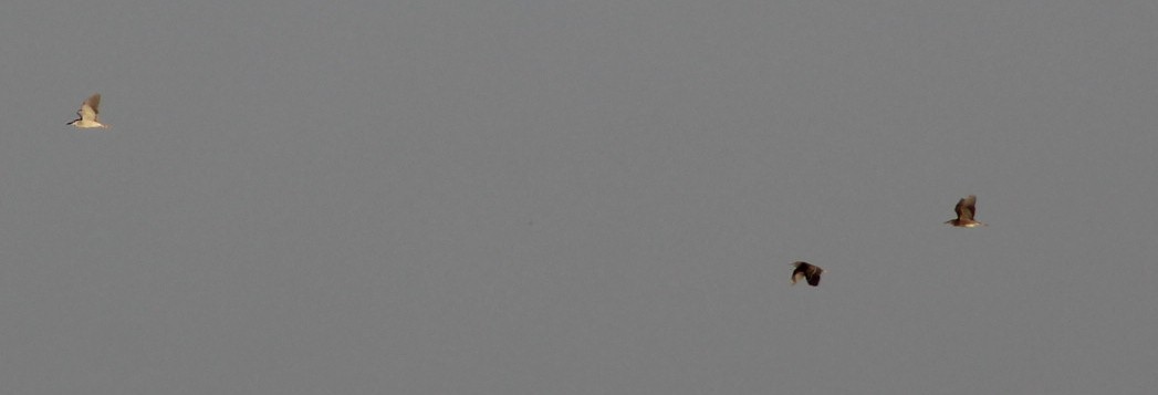 Black-crowned Night Heron - ML464141881