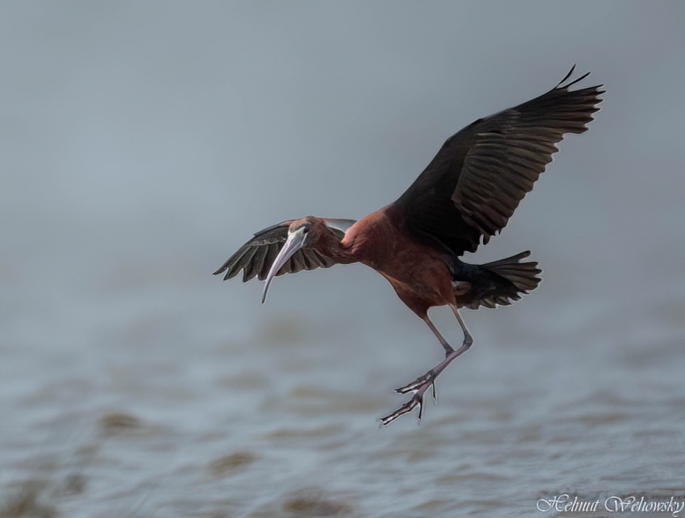 Glossy Ibis - Helmut Wehowsky