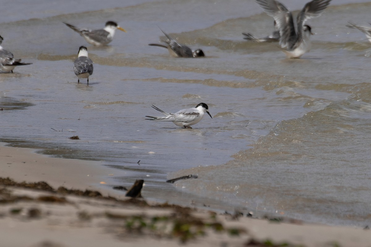 White-fronted Tern - ML464141951
