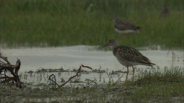 Greater Yellowlegs - ML464142