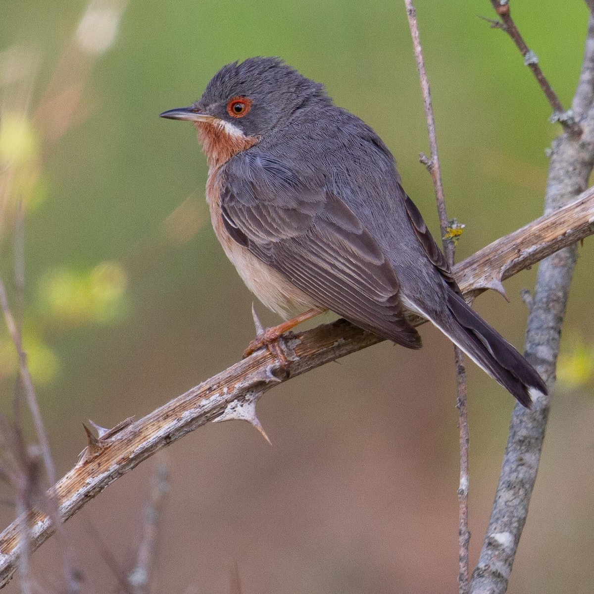 Curruca Carrasqueña Occidental - ML464142891