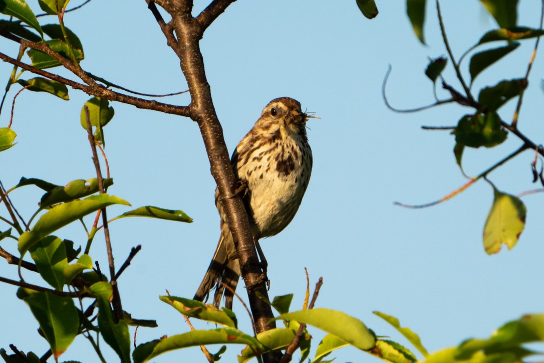 Song Sparrow - ML464143241