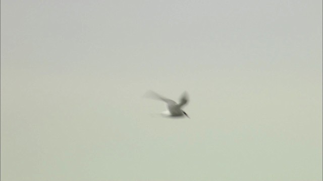 Arctic Tern - ML464145