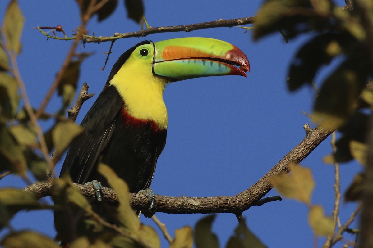 Toucan à carène - ML46414551