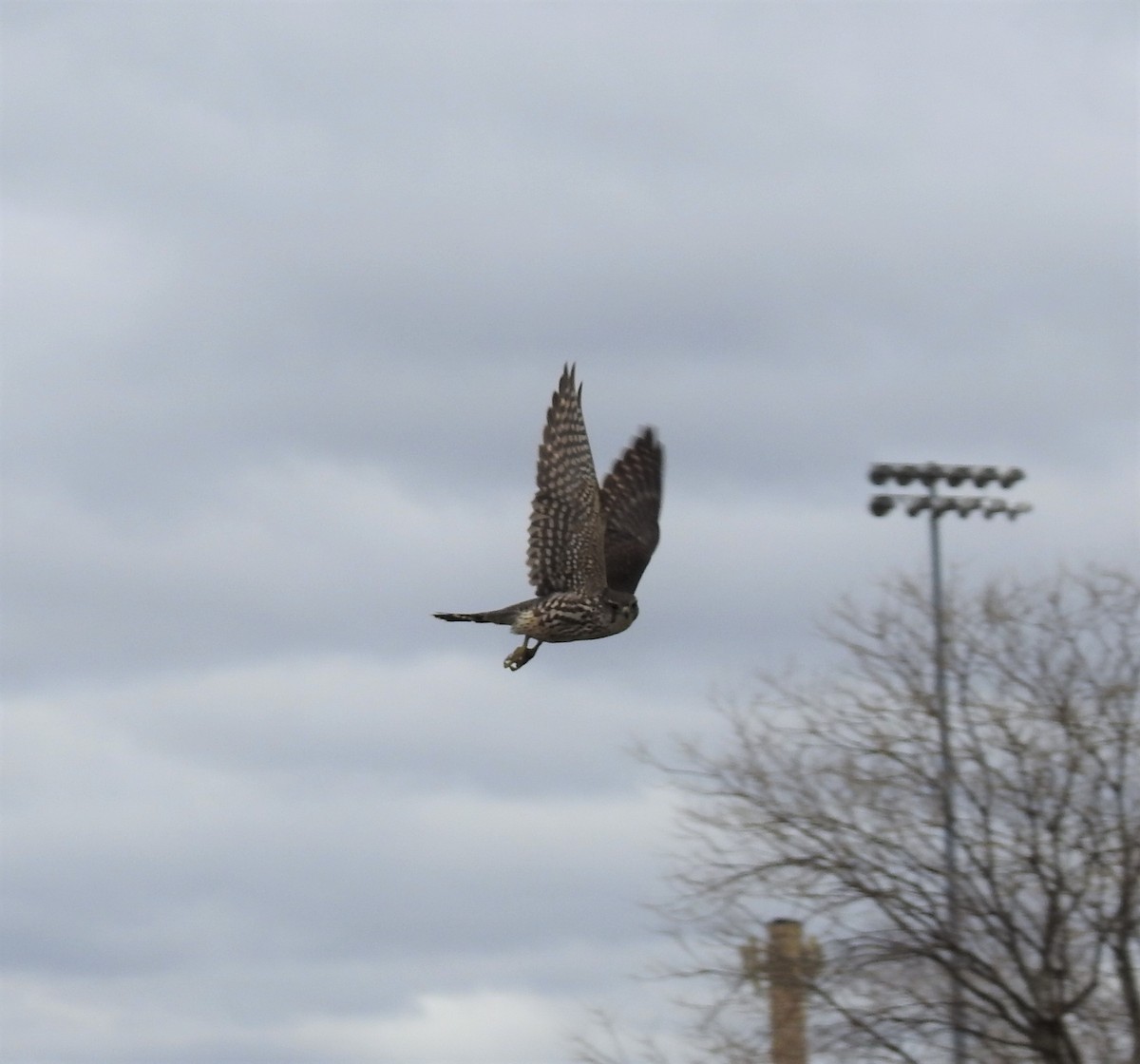 Merlin - ML46414581