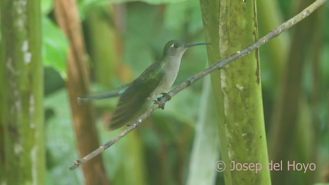 Gray-breasted Sabrewing (obscurus) - ML464146001